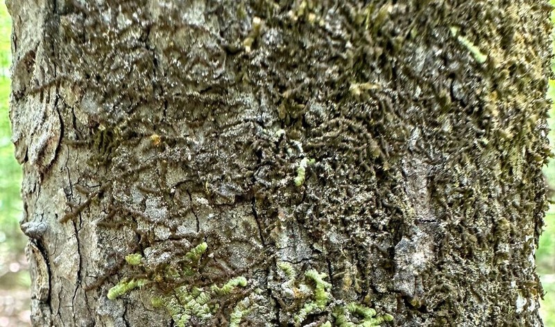 Frullania ericoides photo 6