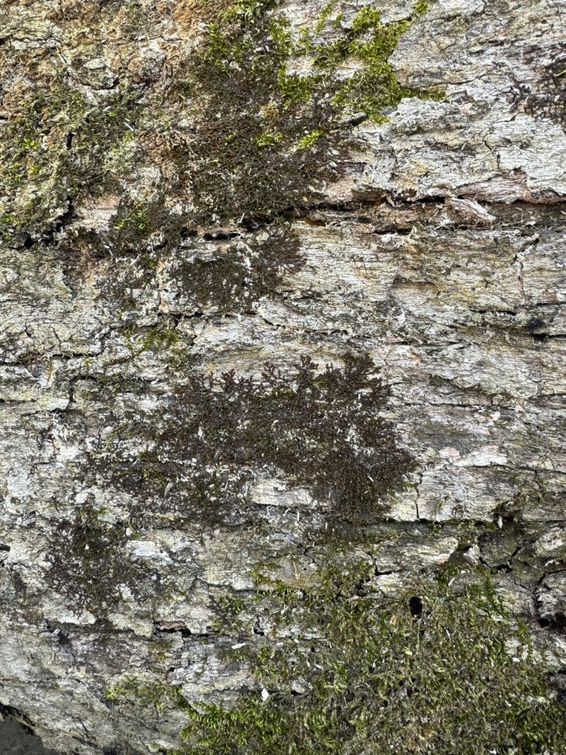 Frullania ericoides photo 7
