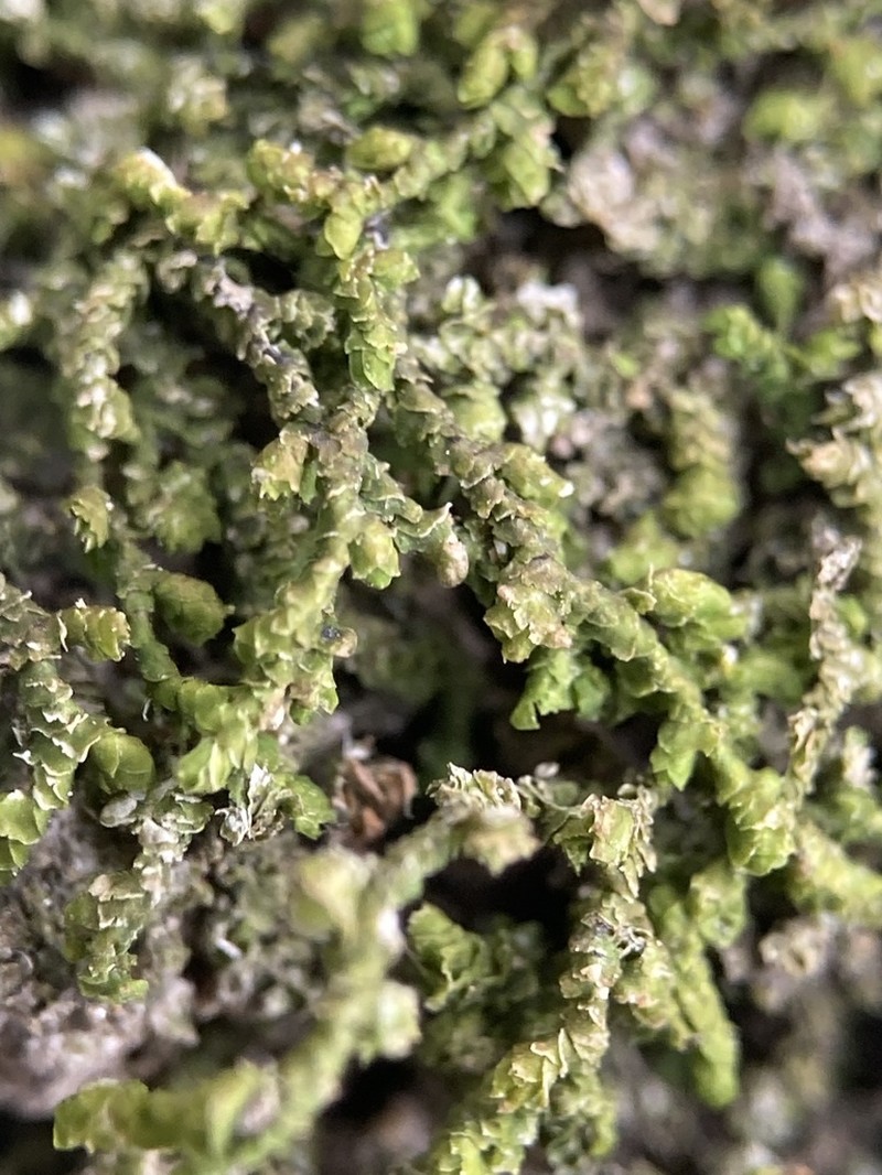 Frullania ericoides photo 8