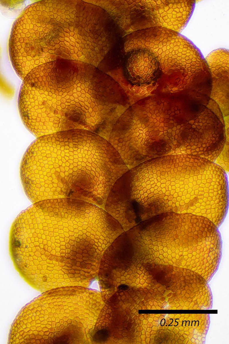 Frullania franciscana