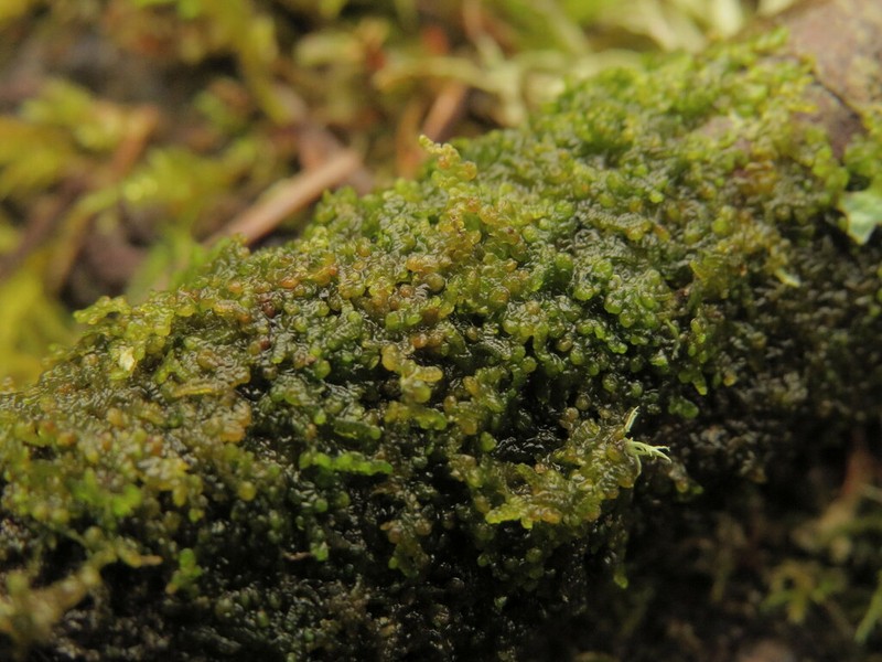 Frullania franciscana photo 2