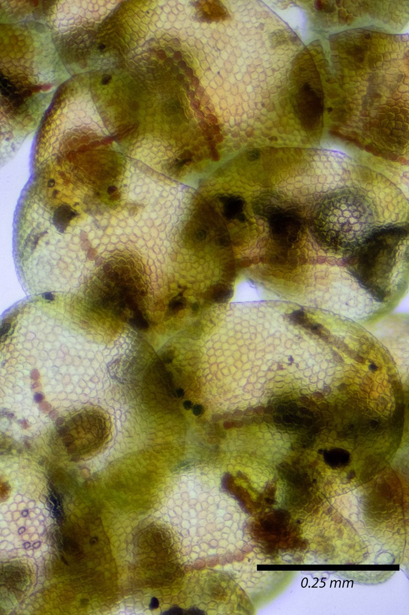 Frullania franciscana photo 3