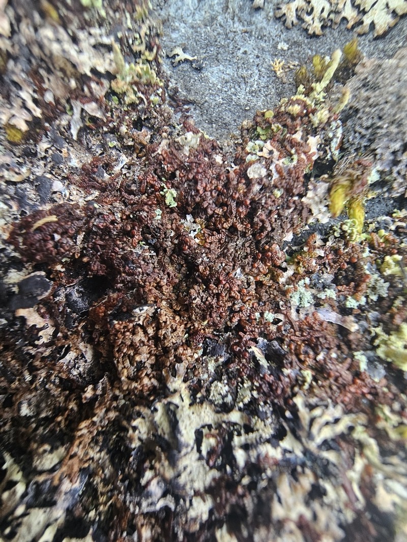 Frullania franciscana photo 4