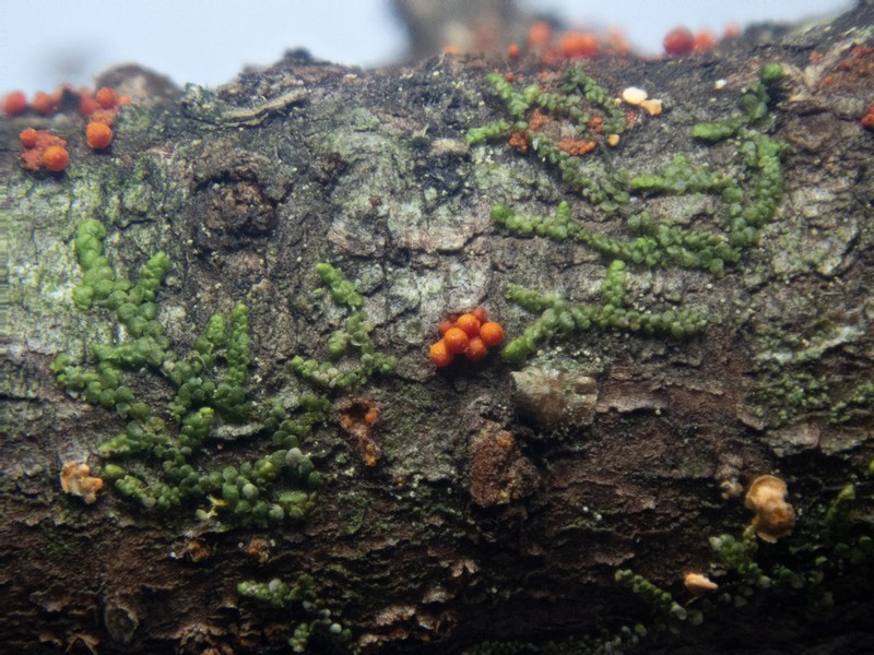 Frullania franciscana photo 5