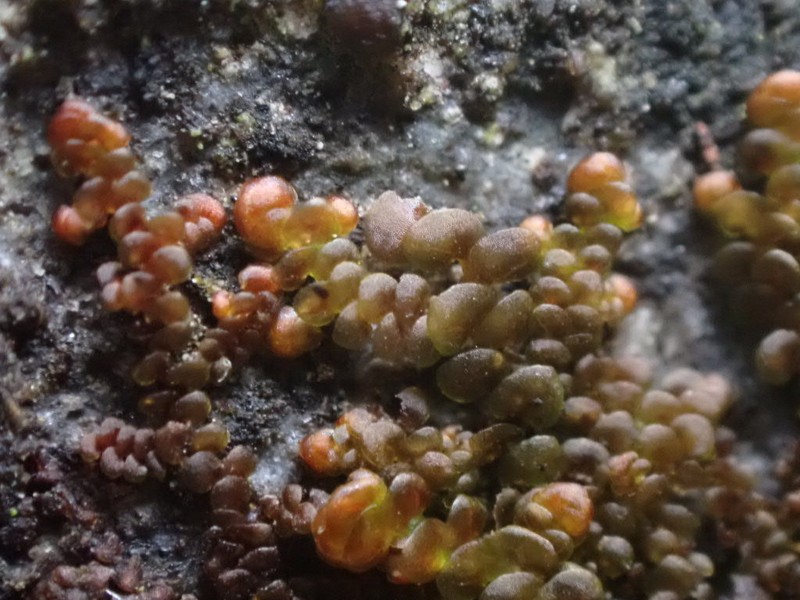 Frullania franciscana photo 6