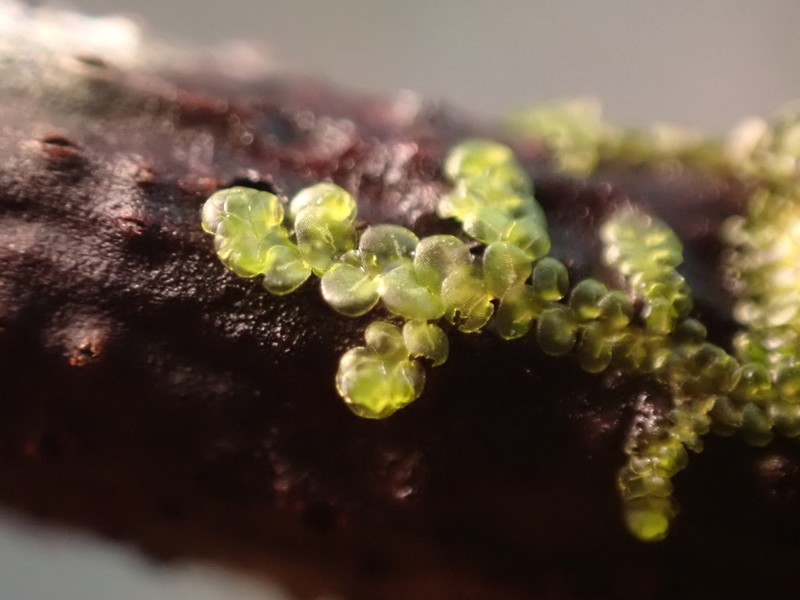 Frullania franciscana photo 7