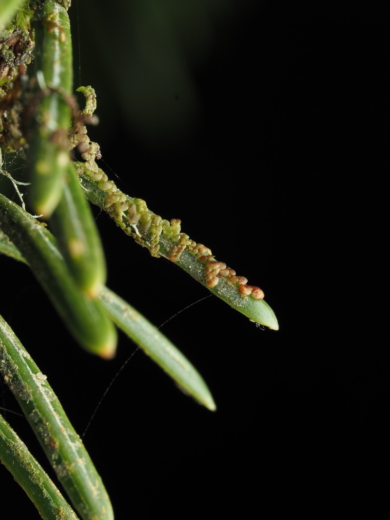 Frullania franciscana photo 8