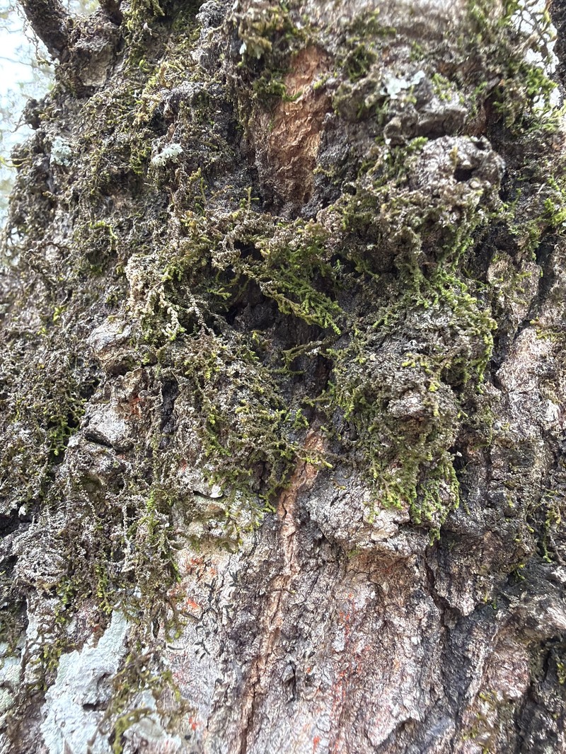Frullania gibbosa photo 2