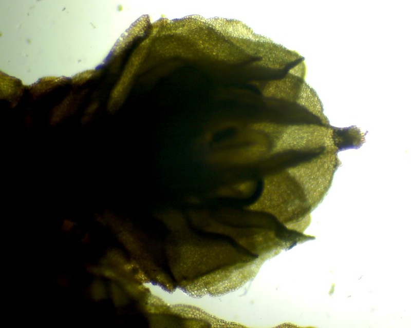 Frullania gibbosa photo 3