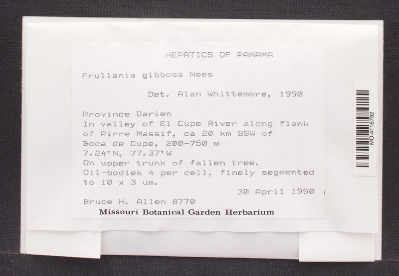 Frullania gibbosa photo 4