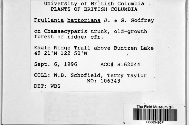 Frullania hattoriana