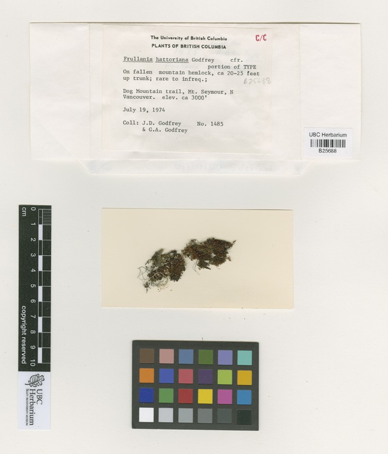 Frullania hattoriana photo 4