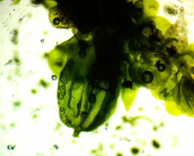 Frullania inflata photo 2
