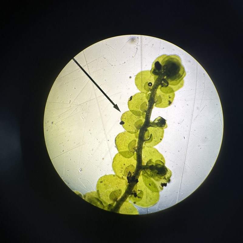 Frullania inflata photo 4