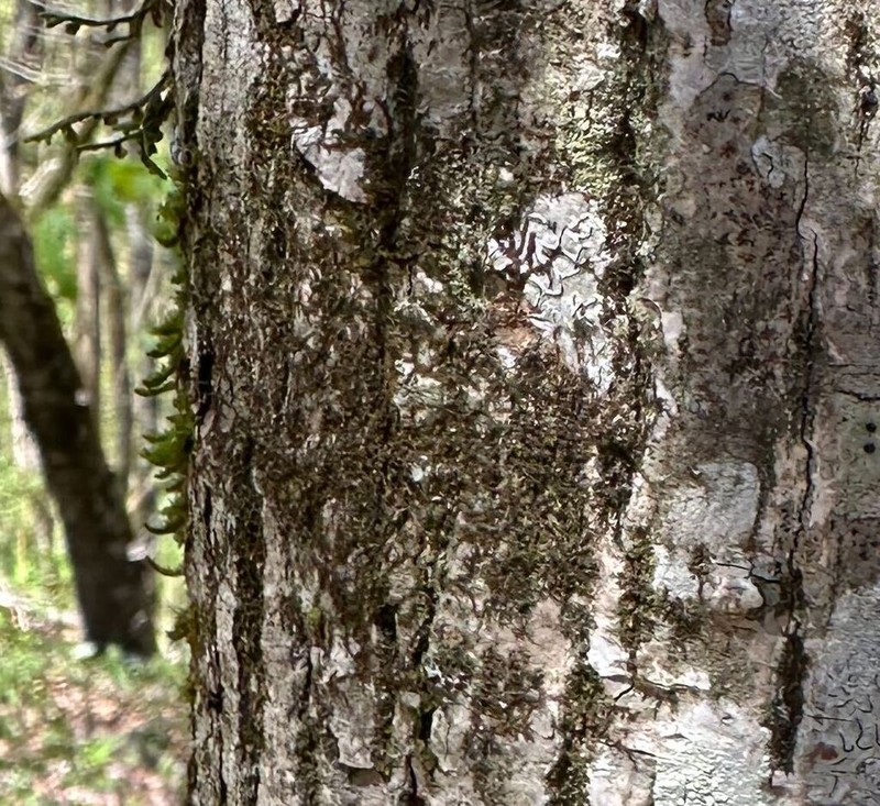 Frullania inflata photo 5