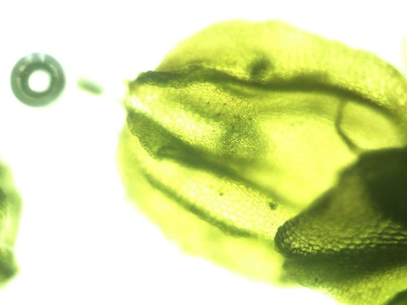 Frullania inflata photo 6