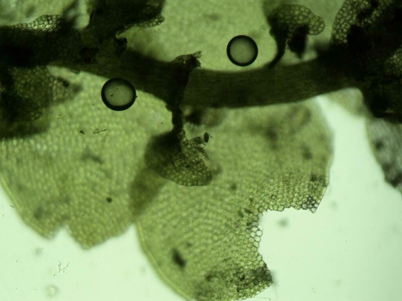 Frullania inflata photo 7
