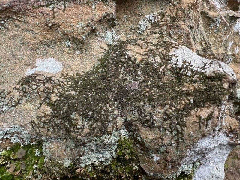 Frullania inflata photo 8