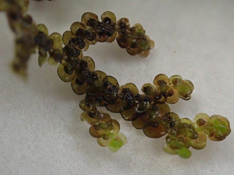 Frullania jackii