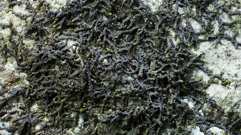 Frullania jackii photo 2