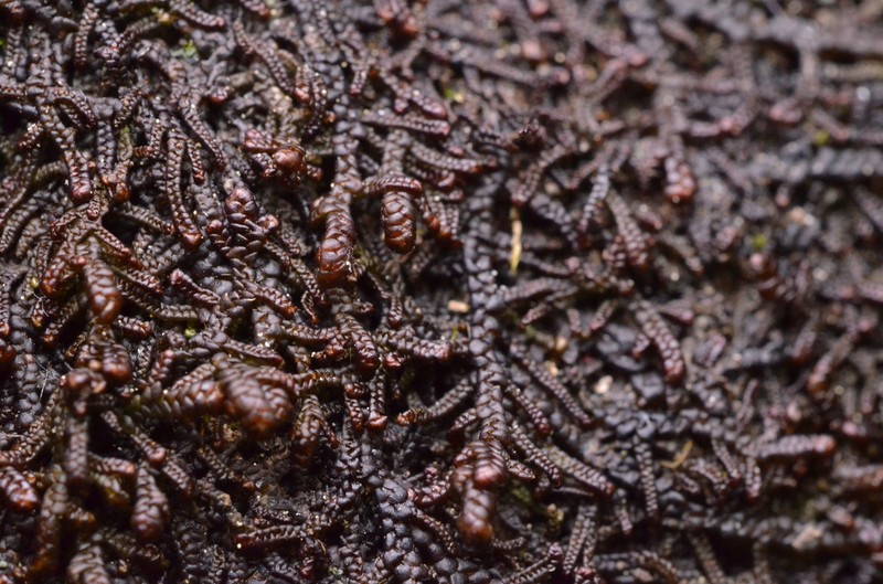 Frullania jackii photo 3