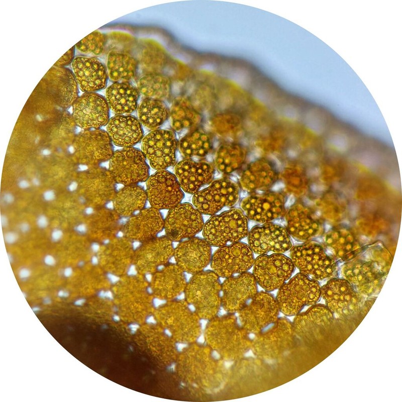 Frullania jackii photo 4