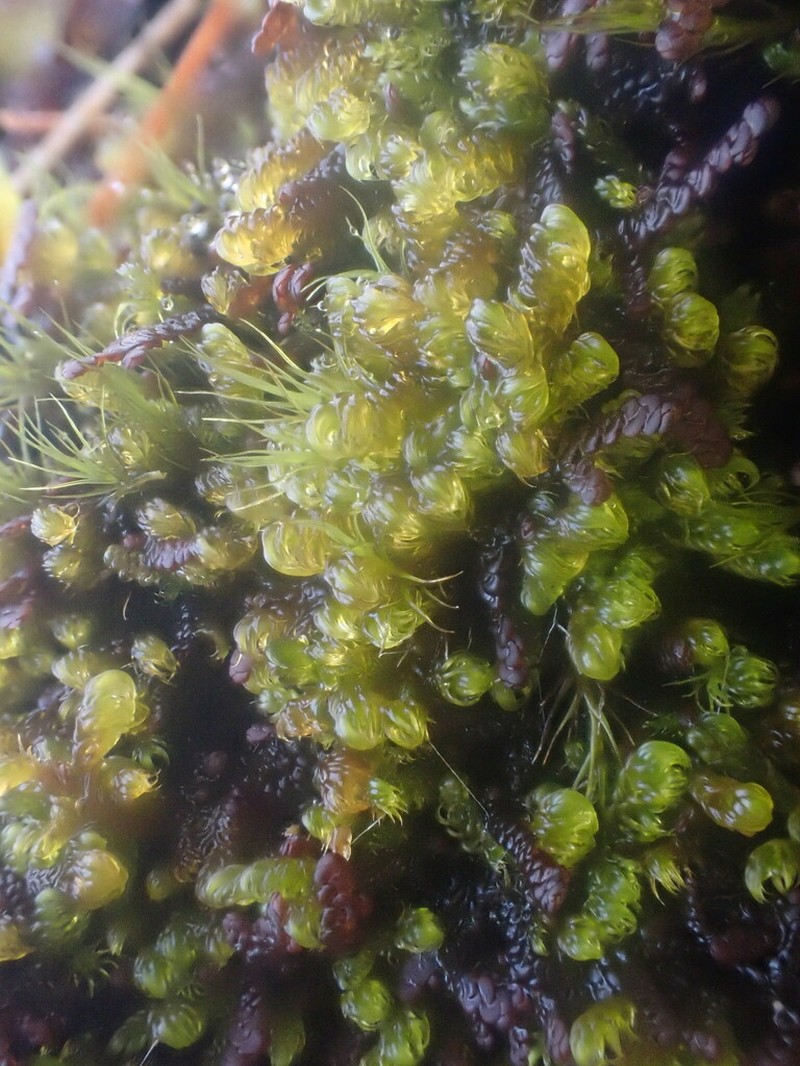 Frullania jackii photo 5