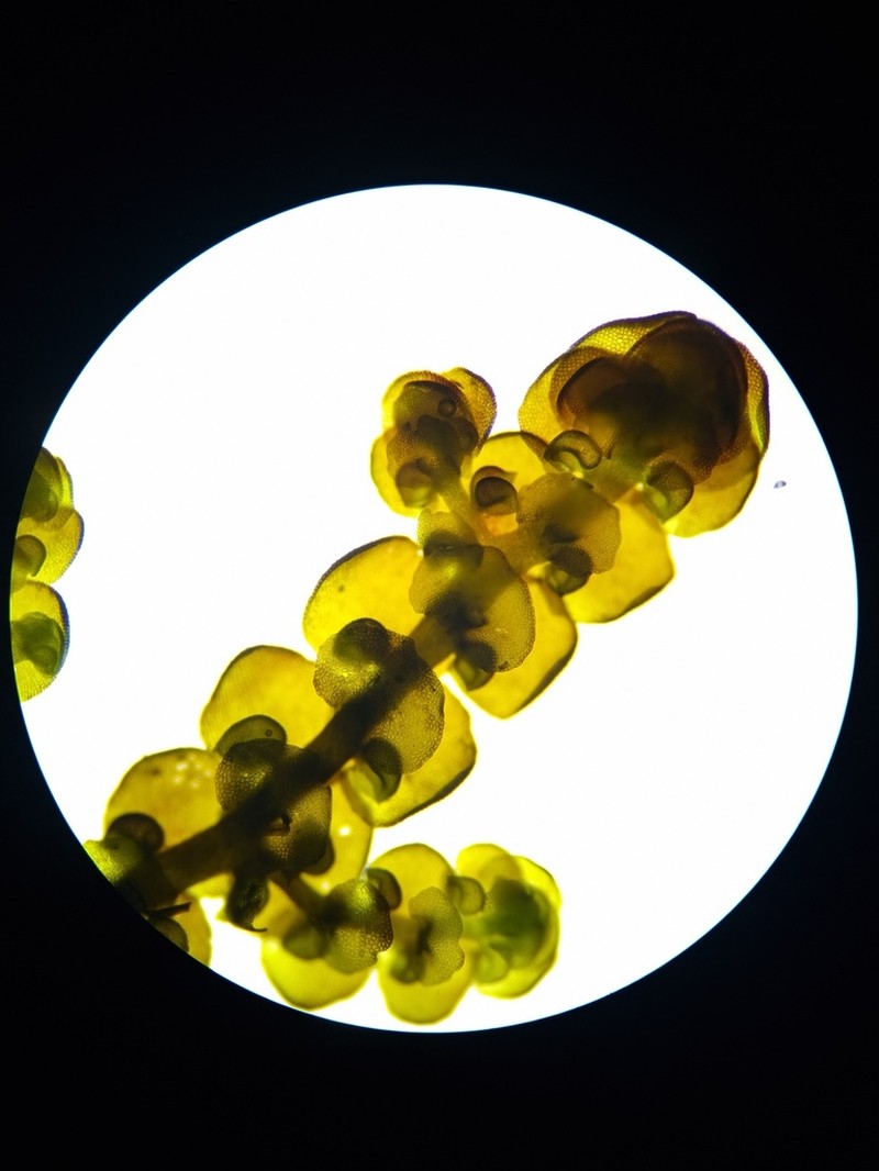 Frullania jackii photo 7