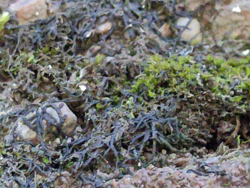 Frullania jackii photo 8