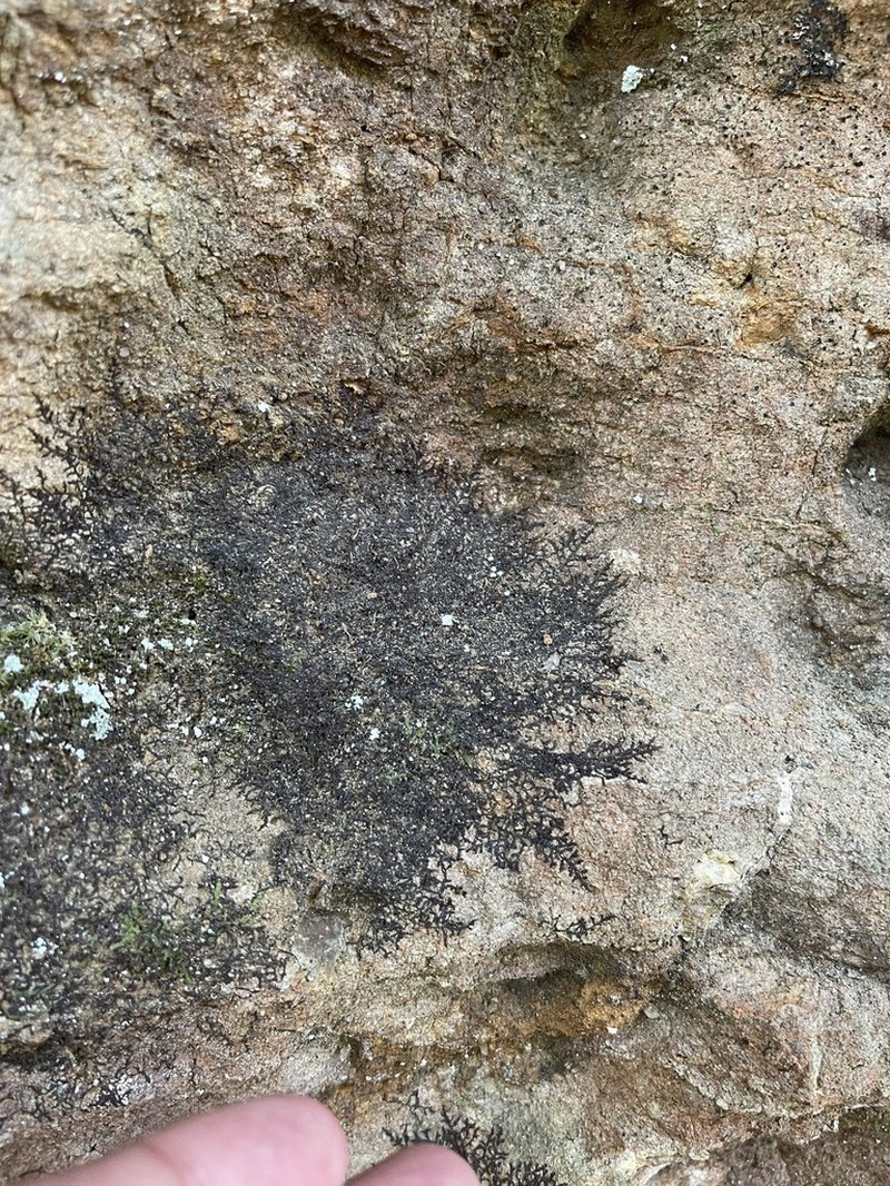 Frullania kunzei