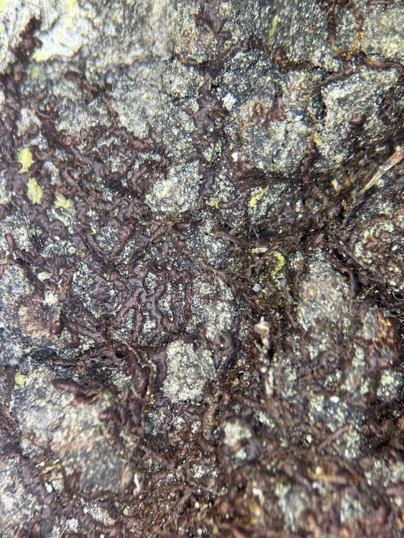 Frullania kunzei photo 2