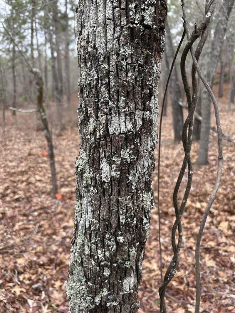Frullania kunzei photo 3