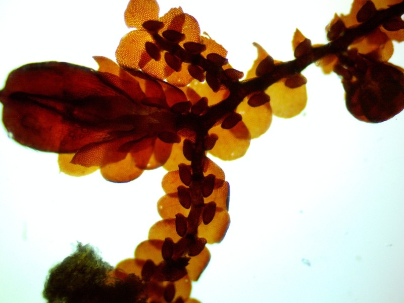 Frullania kunzei photo 4