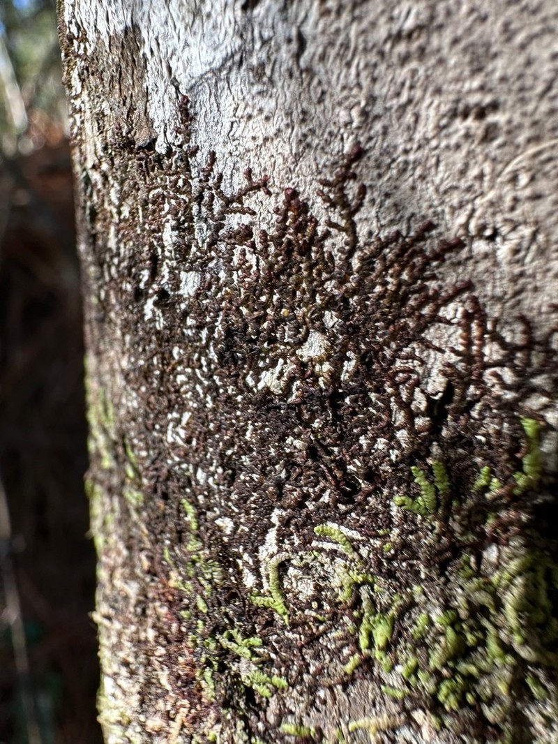 Frullania kunzei photo 5