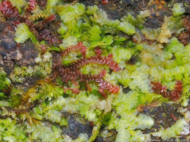 Frullania kunzei photo 6