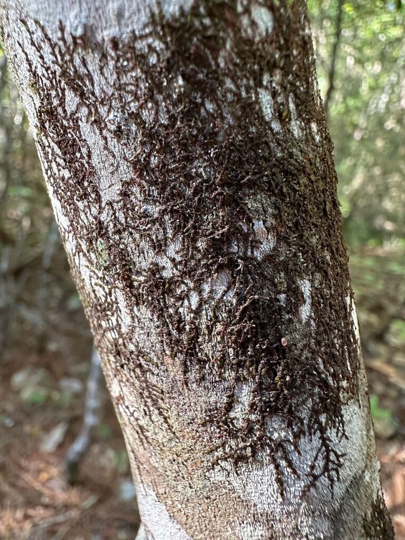 Frullania kunzei photo 7
