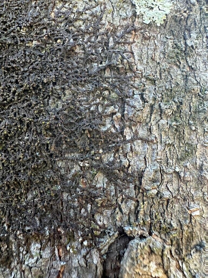 Frullania kunzei photo 8