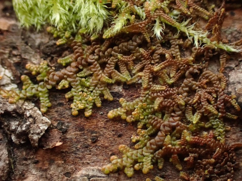 Frullania nisquallensis