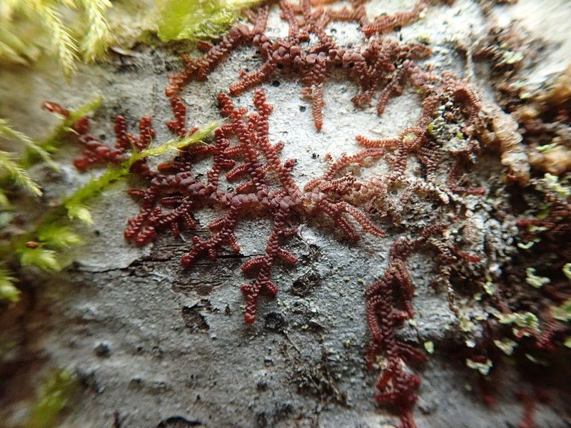 Frullania nisquallensis photo 2