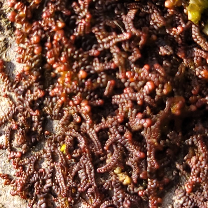 Frullania nisquallensis photo 3