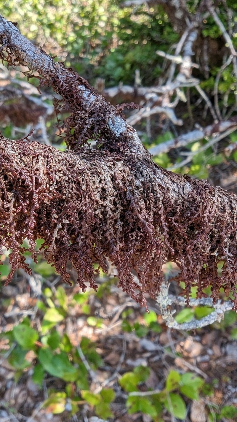Frullania nisquallensis photo 4