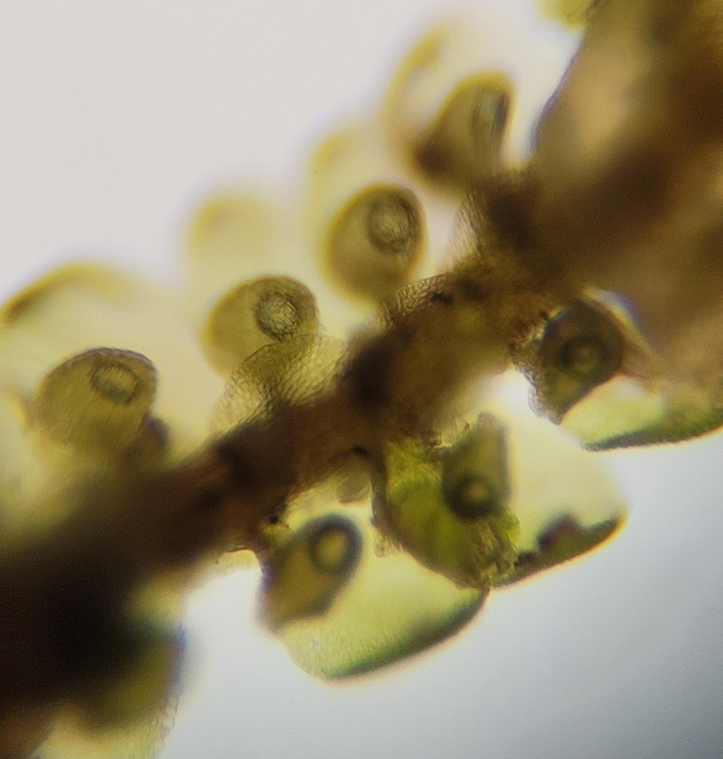 Frullania nisquallensis photo 5