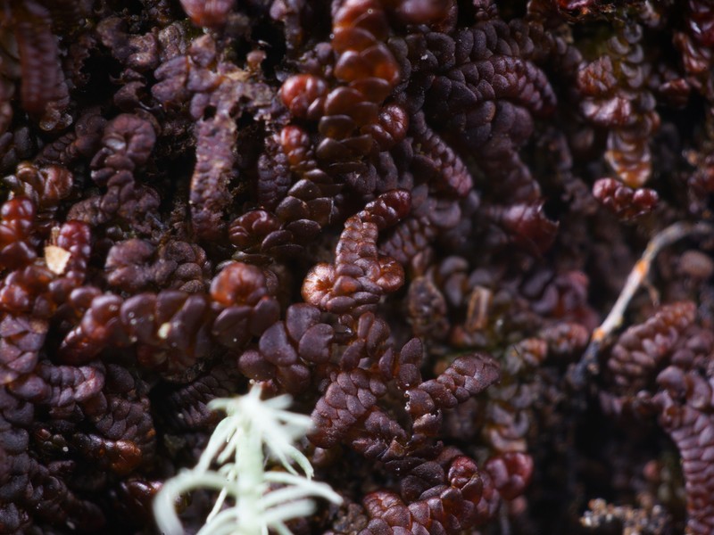 Frullania nisquallensis photo 6