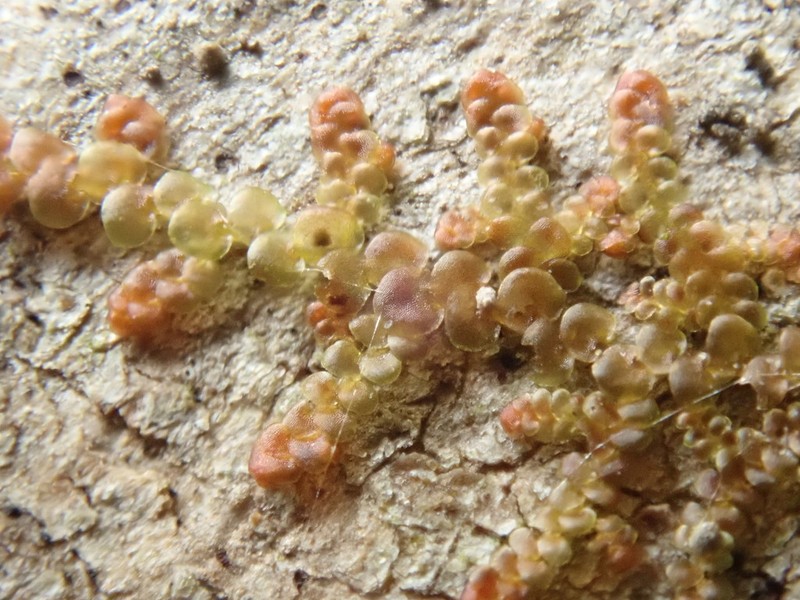 Frullania nisquallensis photo 7