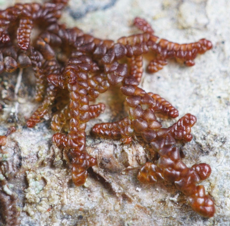 Frullania nisquallensis photo 8