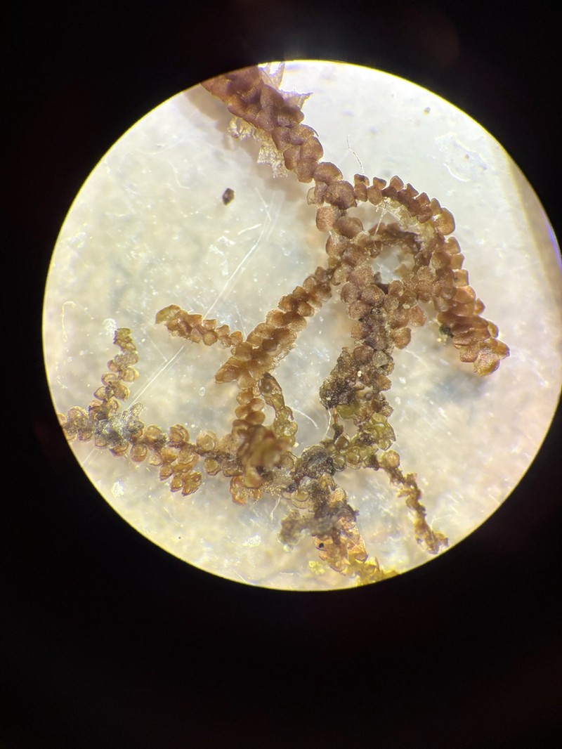 Frullania oakesiana