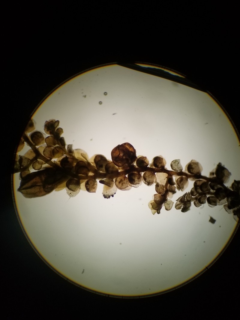 Frullania oakesiana photo 2