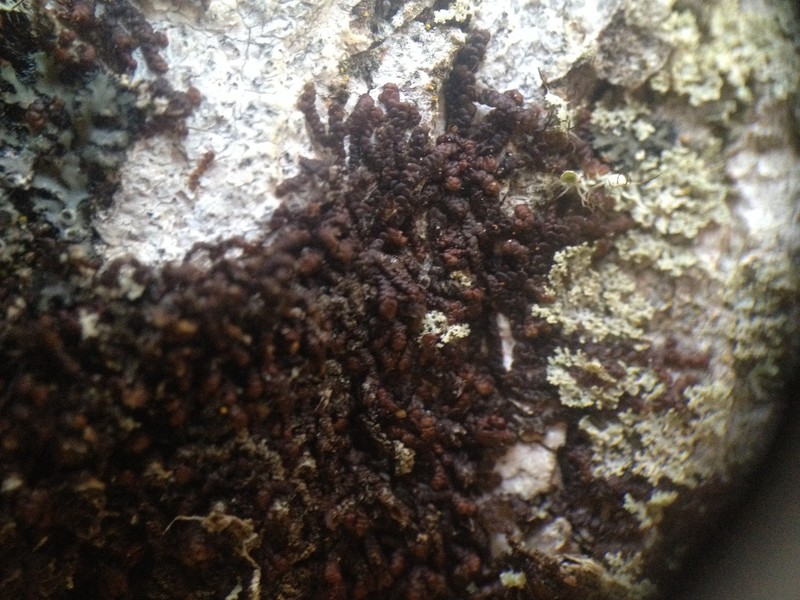 Frullania oakesiana photo 3