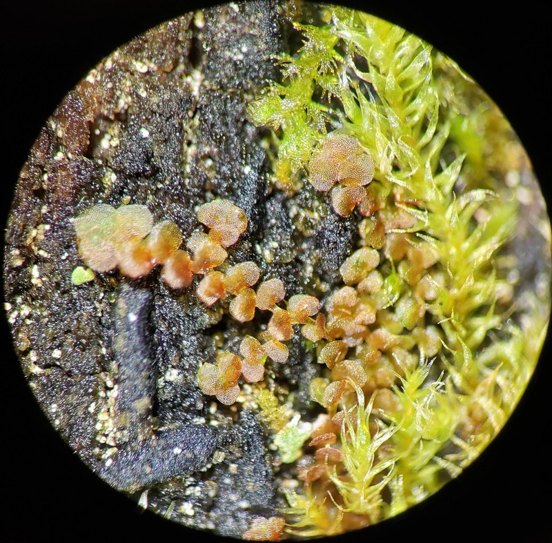 Frullania oakesiana photo 4