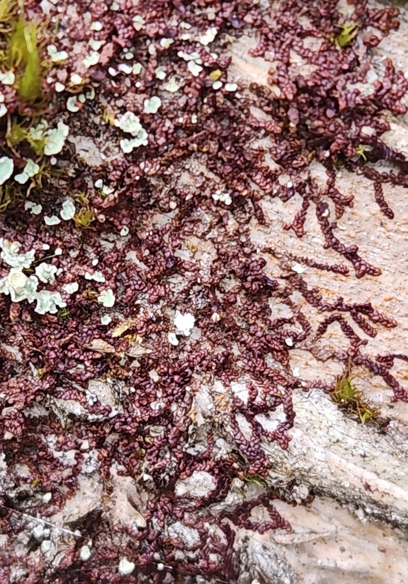 Frullania oakesiana photo 5